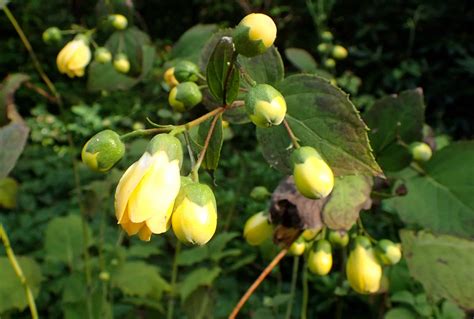 Kirengeshoma palmata (yellow wax bells) » HF&G