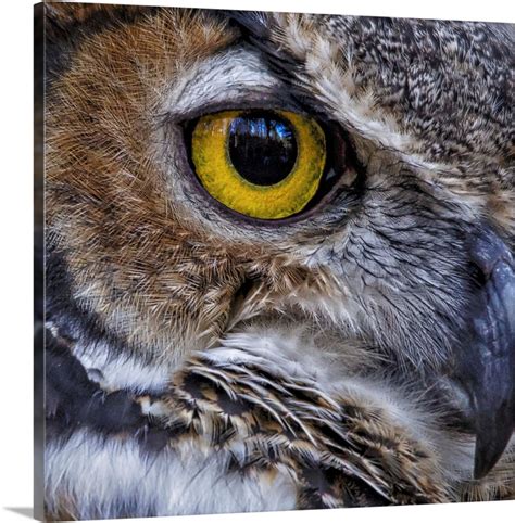 Owl Eye Wall Art, Canvas Prints, Framed Prints, Wall Peels | Great Big ...