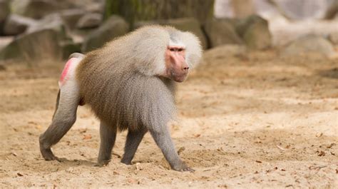 Baboon Images – Browse 61,138 Stock Photos, Vectors, and Video | Adobe ...