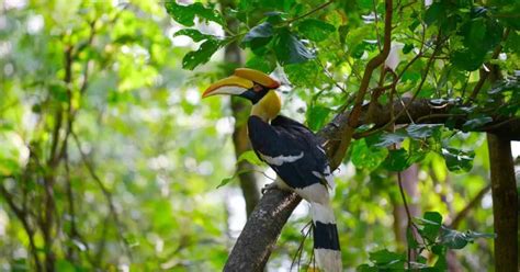 Great Hornbill Behavior - AnimalBehaviorCorner