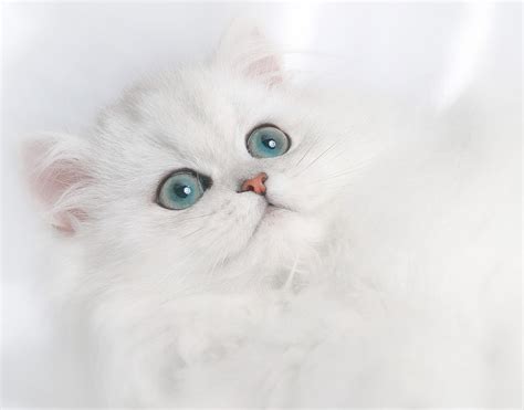 Cute White Persian Kitten Photograph by David and Carol Kelly