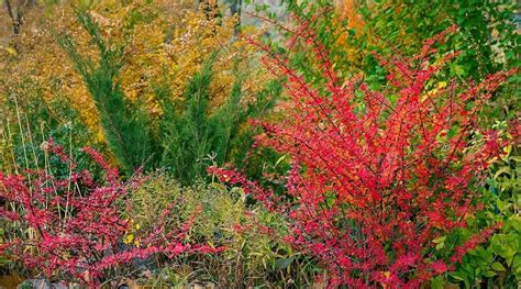 5 Fall Color Shrubs For a Stunning Landscape | Platt Hill