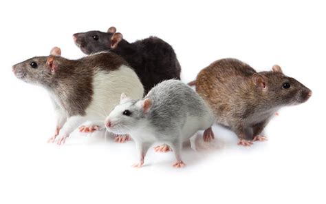 Pet Rat Colors, Coat Types & Markings: Different Varieties