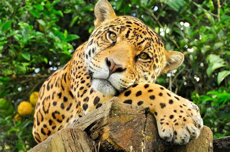 Adult jaguar, Ecuador 4464453 Stock Photo at Vecteezy