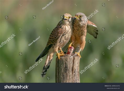 3,379 Female kestrel Images, Stock Photos & Vectors | Shutterstock