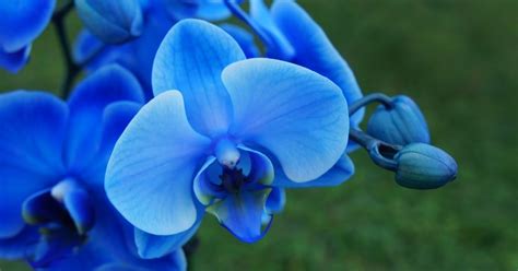 Blue Orchids: Real and Fake - All Your Questions Answered | Planet Natural