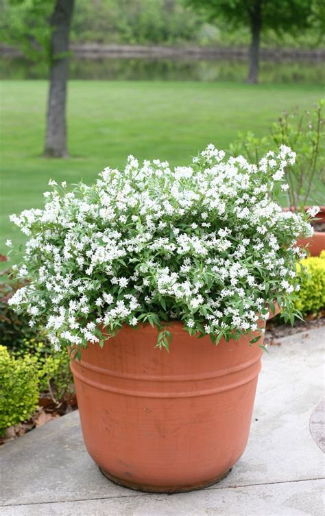 47 best Shrubs for Containers images on Pinterest | Container garden ...