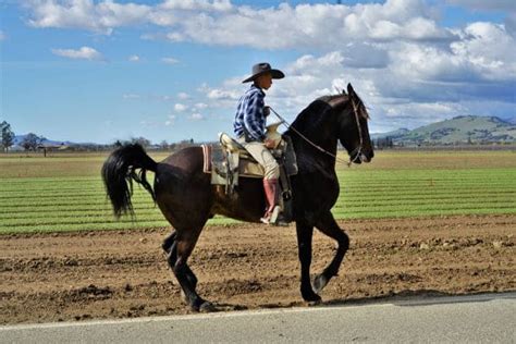 Can You Ride a Barefoot Horse on the Road? 10 Tips