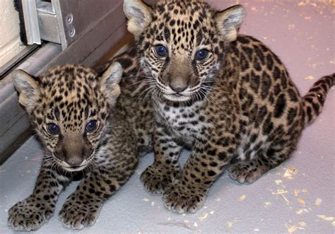 Jaguar cubs in Milwaukee zoo have something different to offer - The ...