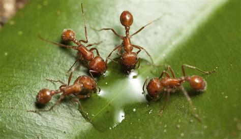 Fun Facts on Fire Ants