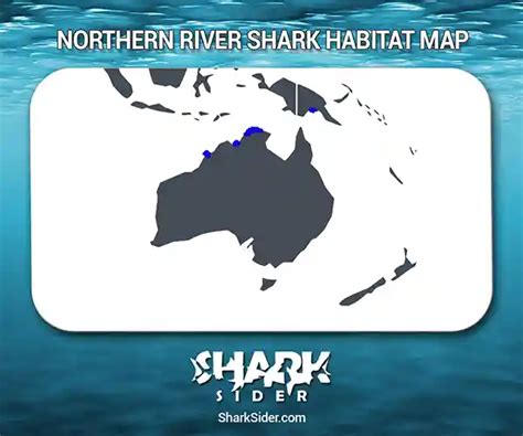 Northern River Shark– Facts, Size, Behavior, Diet, Pictures