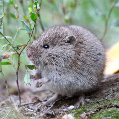 Meadow Vole Identification, Habitat & Behavior | Aberdeen Exterminating