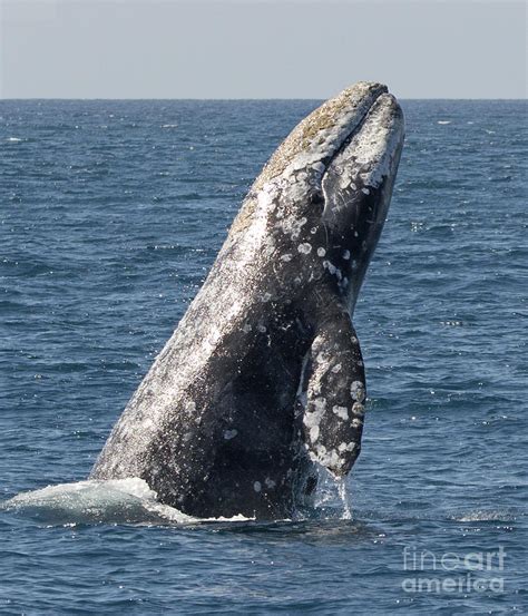 Breaching Gray Whale in Dana Point Photograph by Loriannah Hespe