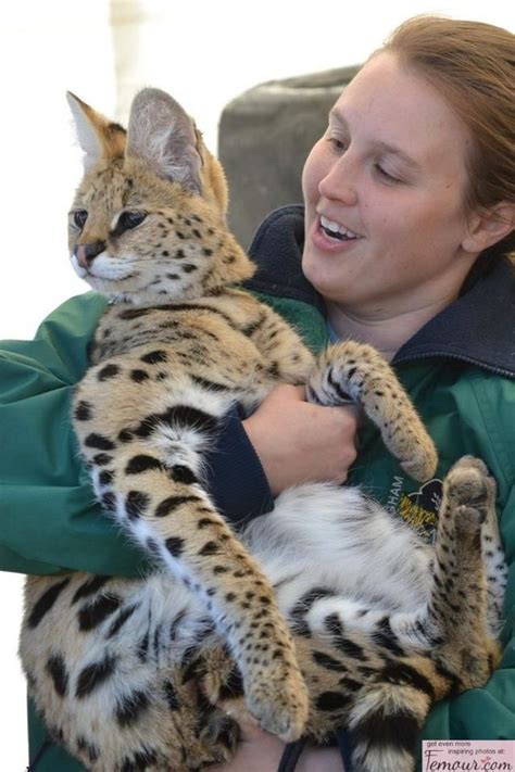 Wow I would love this one | Serval cats, African wild cat, Exotic cats