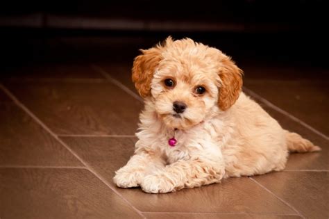 Maltipoo - Maltese Poodle Mix - Animal Corner