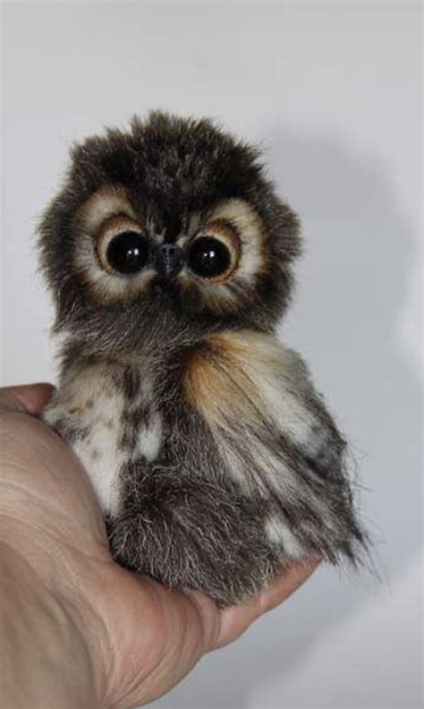 What Is The Cutest Owl at Jewel Jones blog