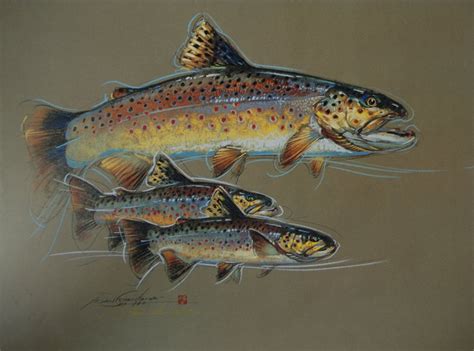 Brook Trout Drawing at GetDrawings | Free download