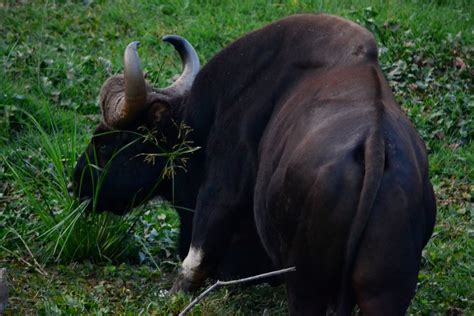 Travel and Photography: Indian Bison or Gaur