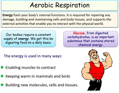 Aerobic Respiration | Teaching Resources