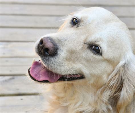 How to make a Golden Retriever Smile