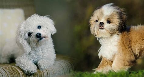 Maltese Shih Tzu Mix - Malshi Breed Traits and Care