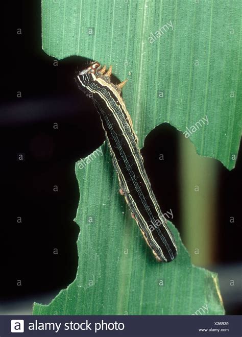 Rice Pest Damage Stock Photos & Rice Pest Damage Stock Images - Alamy