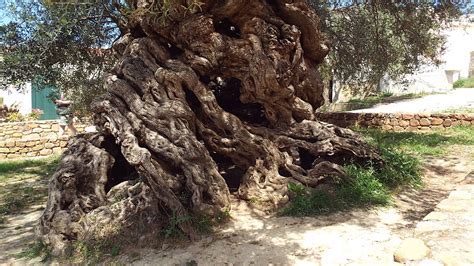 It's an Expert's Life!: The Oldest Olive Tree in the World