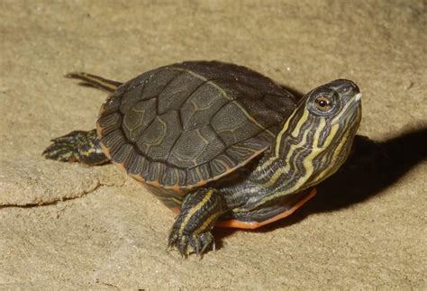 Painted Turtle Facts and Pictures | Reptile Fact