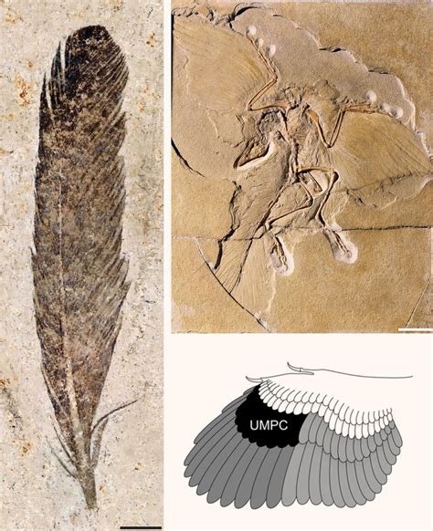 First Fossil Feather Ever Found Belonged to Archaeopteryx ...