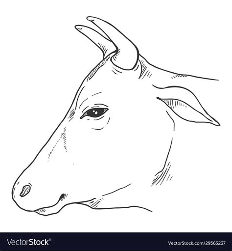 Sketch cow head cattle Royalty Free Vector Image