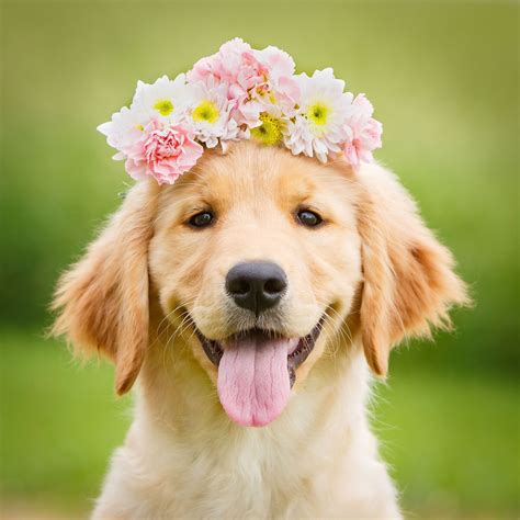 Golden Retriever In Summer Wallpapers - Wallpaper Cave