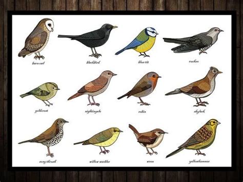 Songbirds Identification Chart Print A3 - Zoology - Ornithology - Bird ...