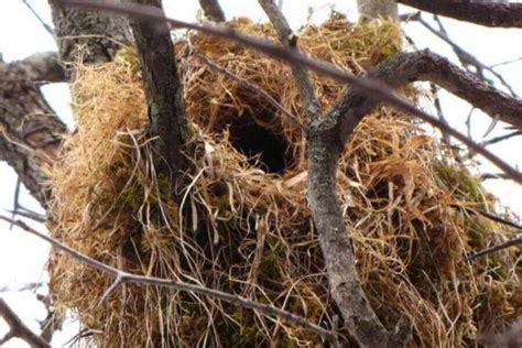 What Do Squirrel Nests Look Like & How Do They Build Them?