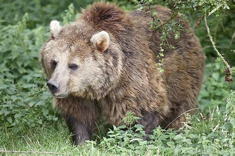 Eurasian Bear Facts: Animals of Europe - WorldAtlas.com