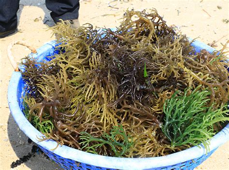 Is seaweed farming India's untapped treasure? - Responsible Seafood ...