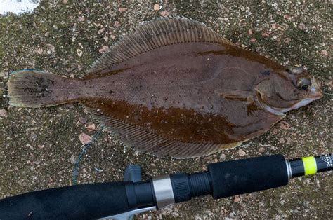 Flatfish Identification A Simplified Guide to Common Flatfish | Planet ...