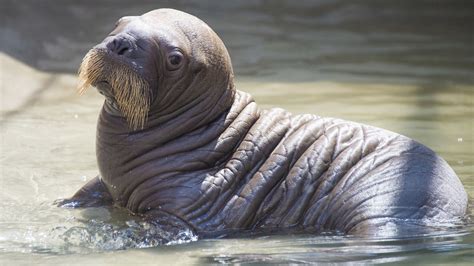 Baby walrus born at SeaWorld