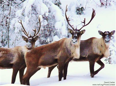 Caribou Wallpapers - Top Free Caribou Backgrounds - WallpaperAccess