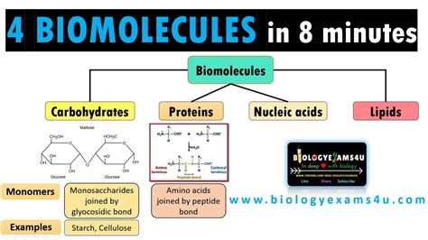 4 Biological Molecules: Structure and Their Function || A quick guide ...