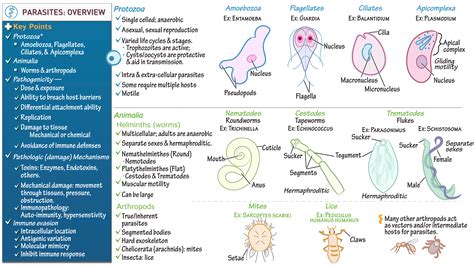 Immunology / Microbiology: Parasite Overview | Draw It to Know It