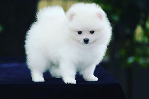 Pomeranian Dog Price In Goa - Pets Lovers