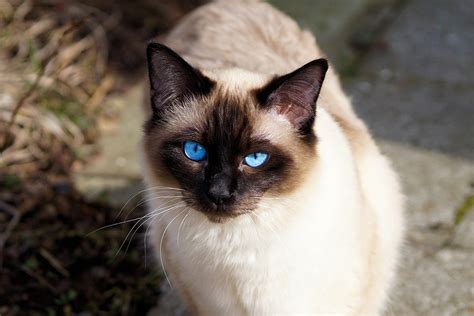 Image - Siamese-Cat-7.jpg | Warriors OC's Wiki | FANDOM powered by Wikia