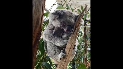 Mama koala cuddling her sleeping baby makes for a delightful watch ...