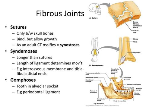 Types Of Fibrous Joints