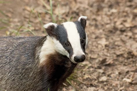 European badger | mammal | Britannica