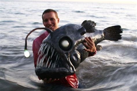 angler fish / deep sea fish | Vreemde dieren, Diepzeevissen, Vissen