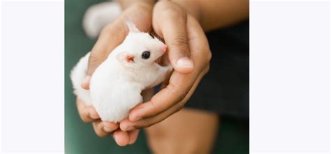 Albino Sugar Glider Care: Essential Tips for a Healthy Pet | Own Your Pet