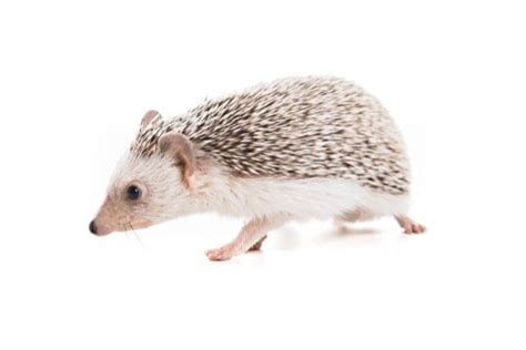 200+ Awesome Boy and Girl Hedgehog Name Ideas - We're All About Pets