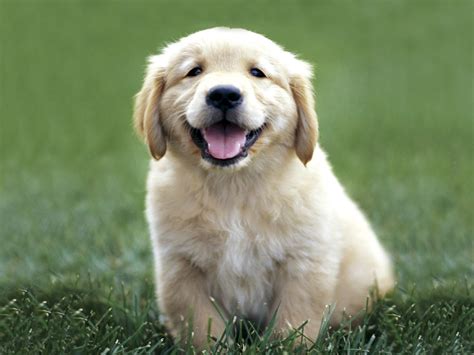 Cute Golden Retriever Puppies - Wallpaper, High Definition, High ...