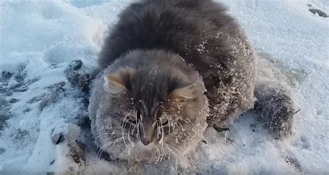 Couple Rescue Stray Cat Frozen To The Ground